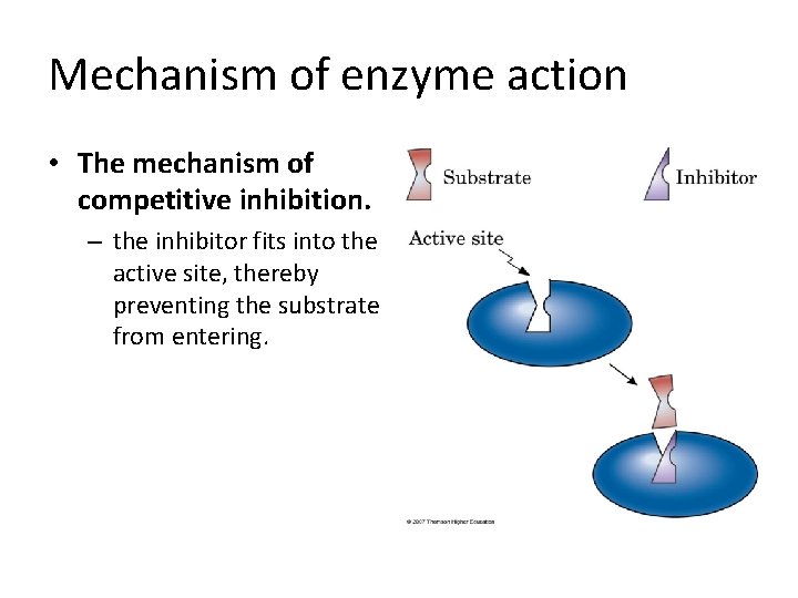 Mechanism of enzyme action • The mechanism of competitive inhibition. – the inhibitor fits