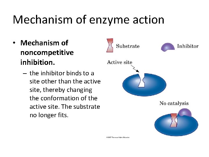 Mechanism of enzyme action • Mechanism of noncompetitive inhibition. – the inhibitor binds to