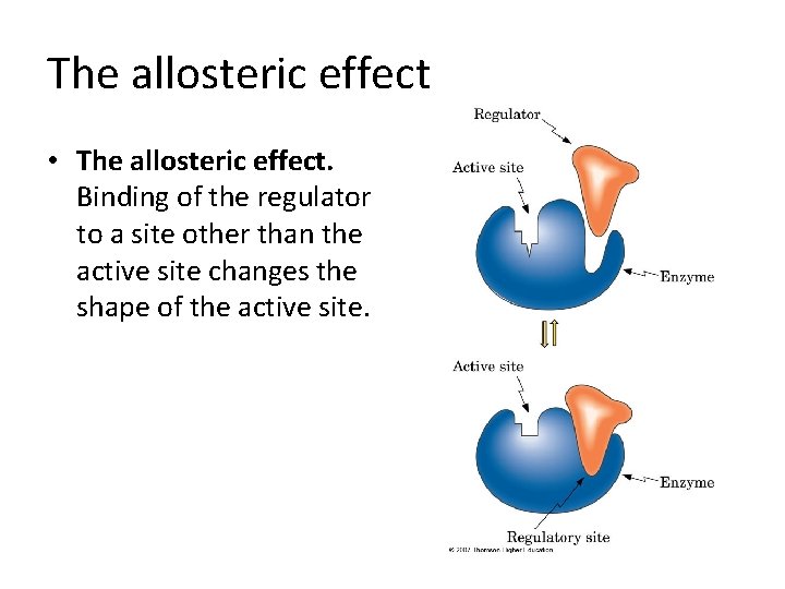 The allosteric effect • The allosteric effect. Binding of the regulator to a site