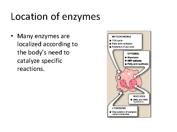 Location of enzymes • Many enzymes are localized according to the body’s need to
