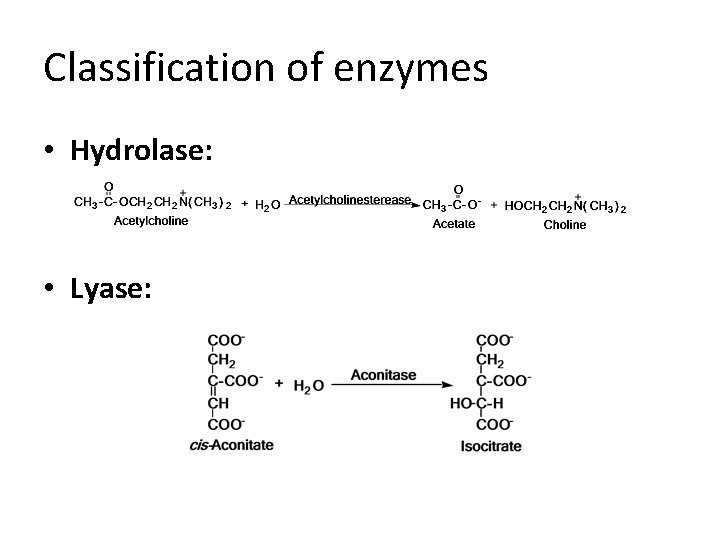 Classification of enzymes • Hydrolase: • Lyase: 