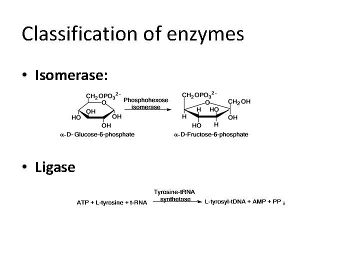 Classification of enzymes • Isomerase: • Ligase 