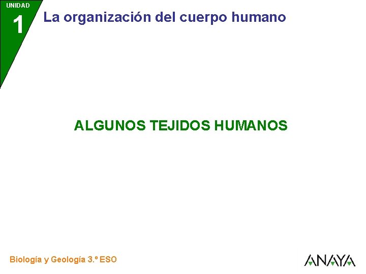 UNIDAD 1 La organización del cuerpo humano ALGUNOS TEJIDOS HUMANOS Biología y Geología 3.