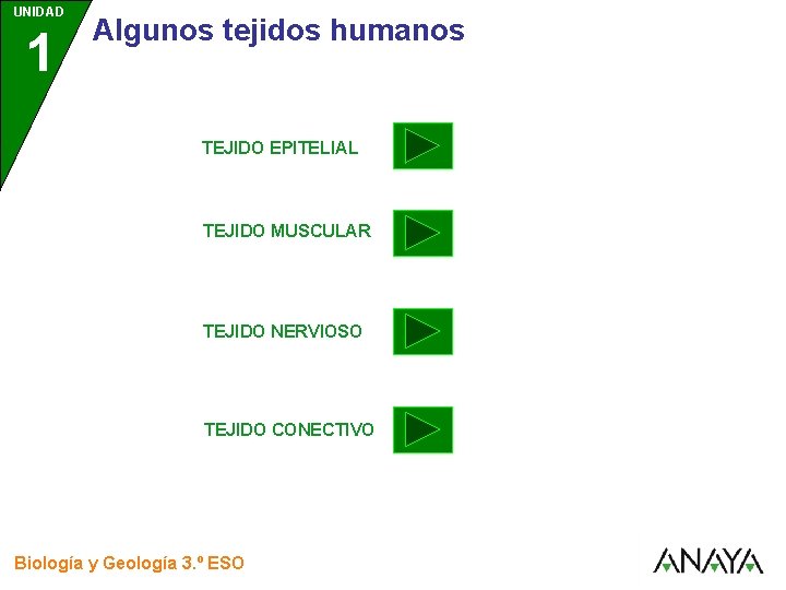 UNIDAD 1 3 Algunos tejidos humanos TEJIDO EPITELIAL TEJIDO MUSCULAR TEJIDO NERVIOSO TEJIDO CONECTIVO