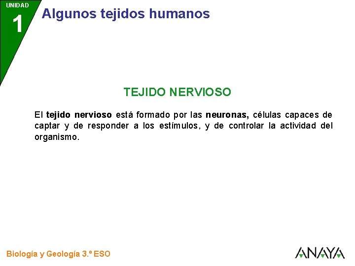UNIDAD 1 3 Algunos tejidos humanos TEJIDO NERVIOSO El tejido nervioso está formado por