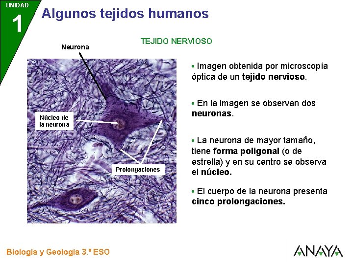 UNIDAD 1 3 Algunos tejidos humanos Neurona TEJIDO NERVIOSO • Imagen obtenida por microscopía