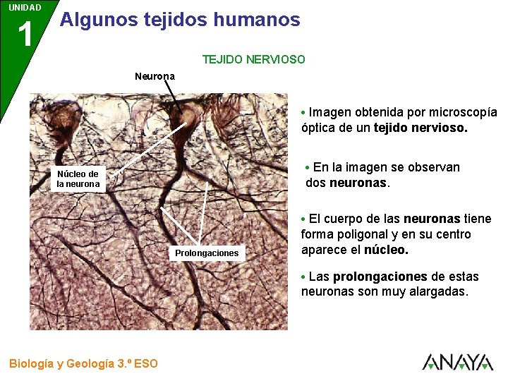 UNIDAD 1 3 Algunos tejidos humanos TEJIDO NERVIOSO Neurona • Imagen obtenida por microscopía