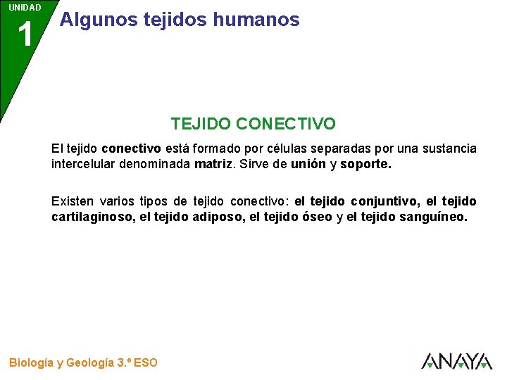 UNIDAD 1 3 Algunos tejidos humanos TEJIDO CONECTIVO El tejido conectivo está formado por