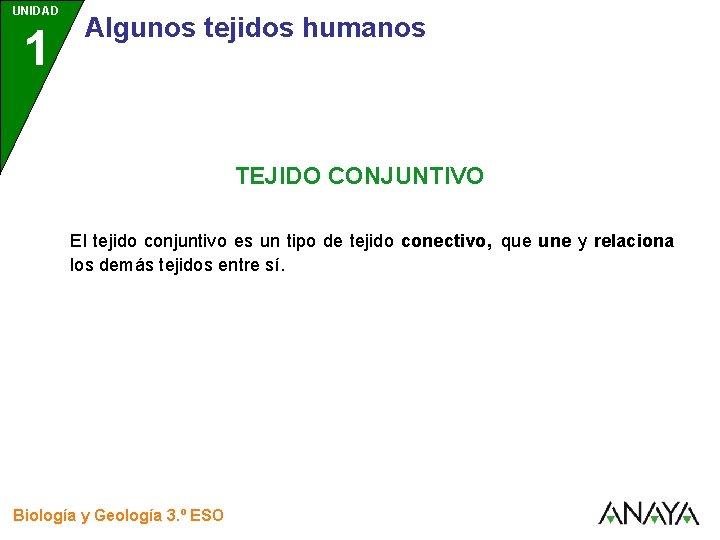 UNIDAD 1 3 Algunos tejidos humanos TEJIDO CONJUNTIVO El tejido conjuntivo es un tipo