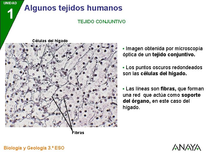 UNIDAD 1 3 Algunos tejidos humanos TEJIDO CONJUNTIVO Células del hígado • Imagen obtenida