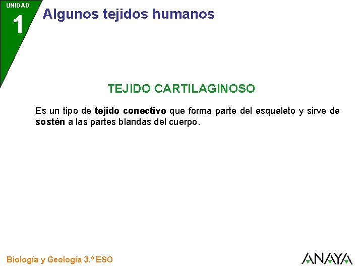 UNIDAD 1 3 Algunos tejidos humanos TEJIDO CARTILAGINOSO Es un tipo de tejido conectivo