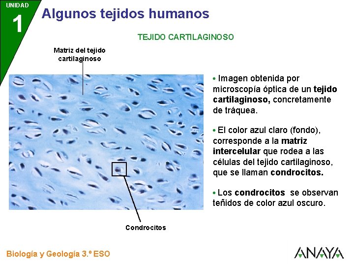 UNIDAD 1 3 Algunos tejidos humanos TEJIDO CARTILAGINOSO Matriz del tejido cartilaginoso • Imagen