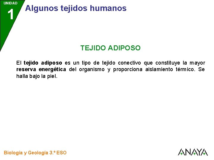 UNIDAD 1 3 Algunos tejidos humanos TEJIDO ADIPOSO El tejido adiposo es un tipo