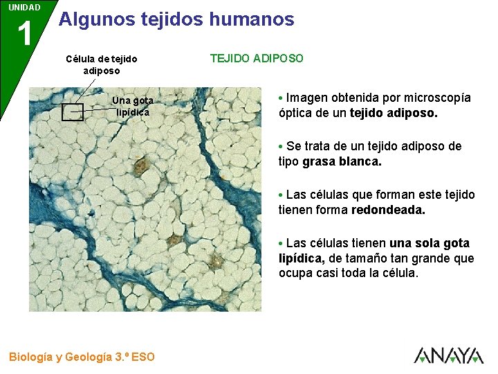 UNIDAD 1 3 Algunos tejidos humanos Célula de tejido adiposo Una gota lipídica TEJIDO
