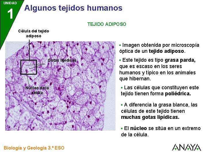 UNIDAD 1 3 Algunos tejidos humanos TEJIDO ADIPOSO Célula del tejido adiposo • Imagen