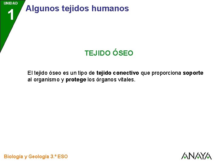 UNIDAD 1 3 Algunos tejidos humanos TEJIDO ÓSEO El tejido óseo es un tipo