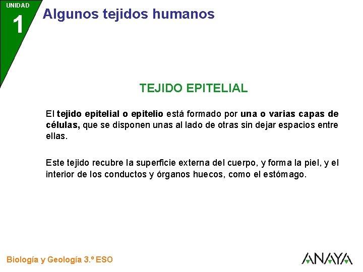 UNIDAD 1 3 Algunos tejidos humanos TEJIDO EPITELIAL El tejido epitelial o epitelio está