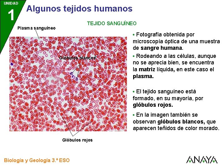 UNIDAD 1 3 Algunos tejidos humanos TEJIDO SANGUÍNEO Plasma sanguíneo • Fotografía obtenida por