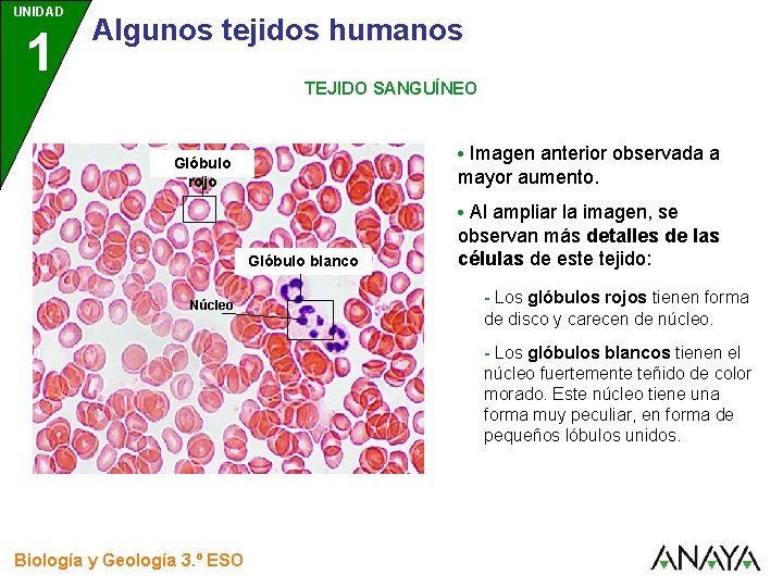 UNIDAD 1 3 Algunos tejidos humanos TEJIDO SANGUÍNEO • Imagen anterior observada a Glóbulo