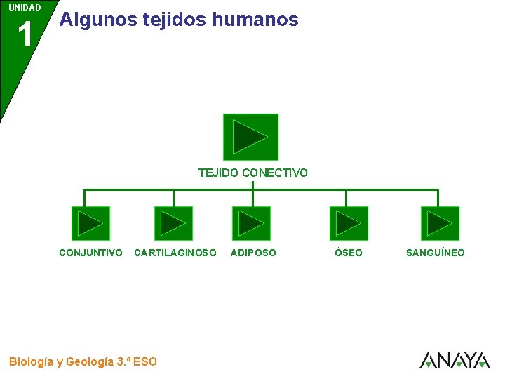 UNIDAD 1 3 Algunos tejidos humanos TEJIDO CONECTIVO CONJUNTIVO CARTILAGINOSO Biología y Geología 3.