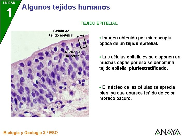 UNIDAD 1 3 Algunos tejidos humanos TEJIDO EPITELIAL Célula de tejido epitelial • Imagen
