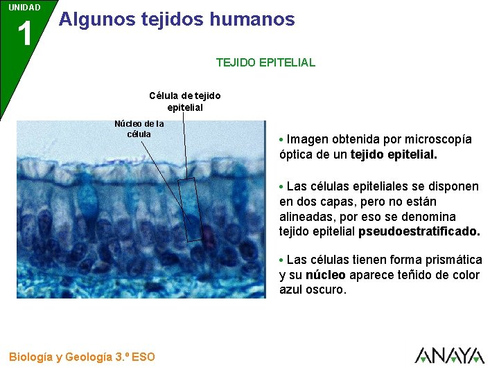 UNIDAD 1 3 Algunos tejidos humanos TEJIDO EPITELIAL Célula de tejido epitelial Núcleo de
