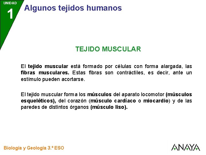 UNIDAD 1 3 Algunos tejidos humanos TEJIDO MUSCULAR El tejido muscular está formado por