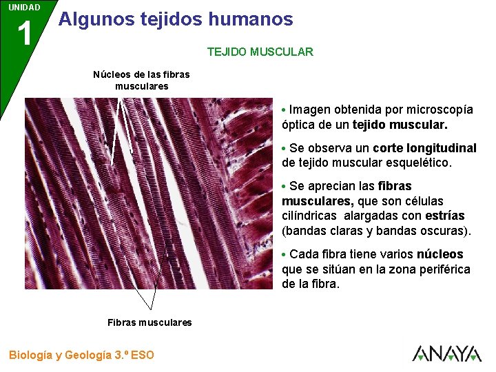 UNIDAD 1 3 Algunos tejidos humanos TEJIDO MUSCULAR Núcleos de las fibras musculares •