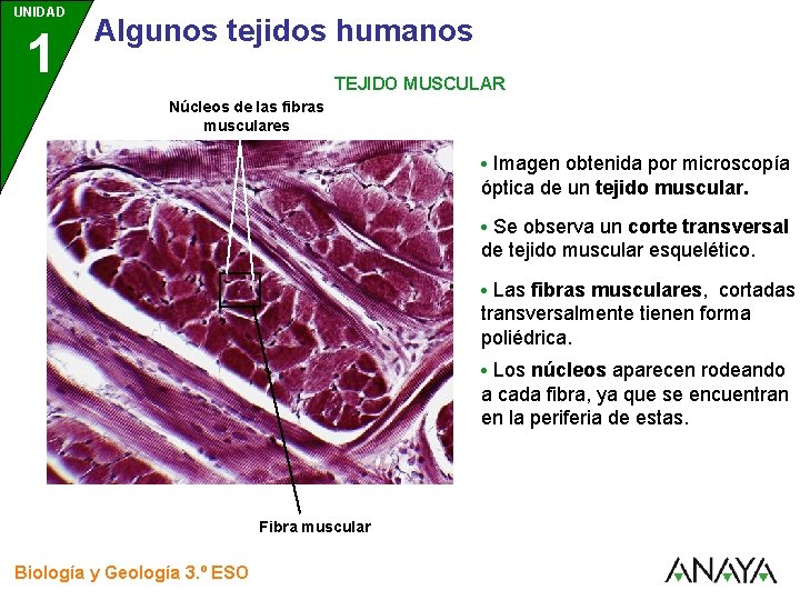 UNIDAD 1 3 Algunos tejidos humanos TEJIDO MUSCULAR Núcleos de las fibras musculares •
