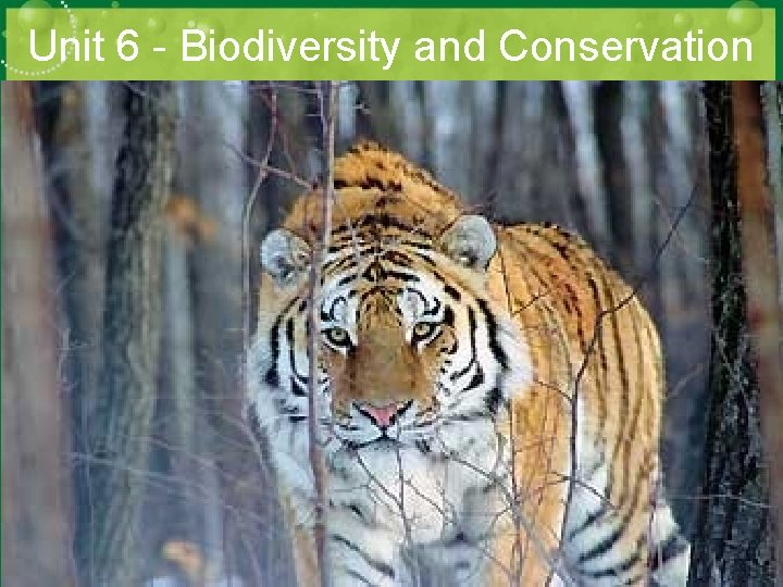 Unit 6 - Biodiversity and Conservation 