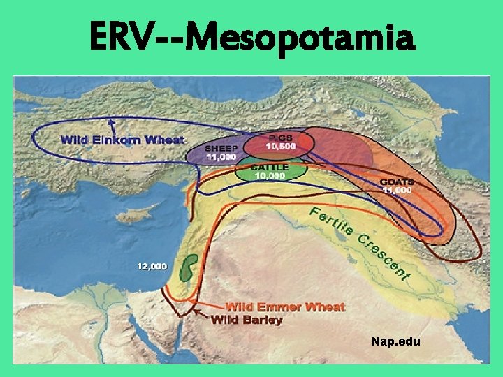 ERV--Mesopotamia Nap. edu 