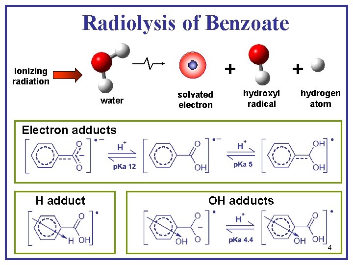 Radiolysis of Benzoate + ionizing radiation water solvated electron + hydroxyl radical hydrogen atom