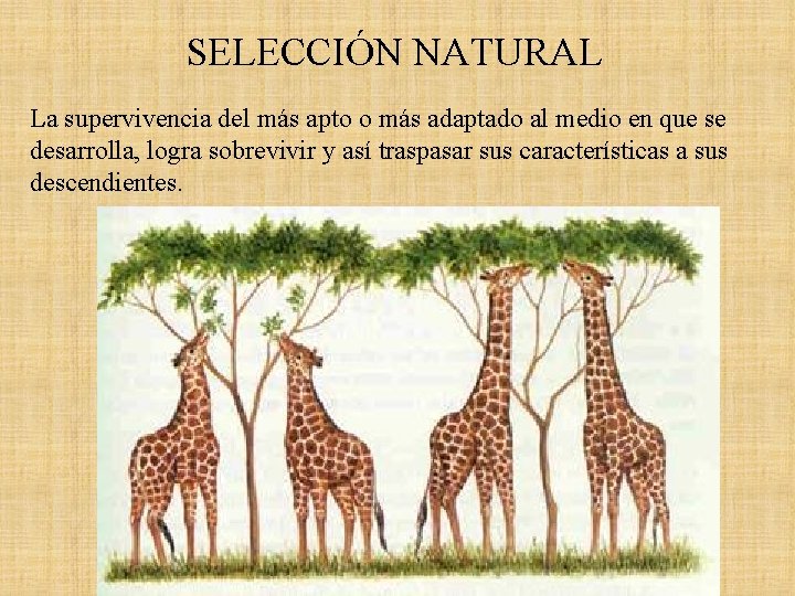 UNIDAD IV VARIABILIDAD EVOLUCIN Y ADAPTACIN TRANSFORMISMO SELECCIN