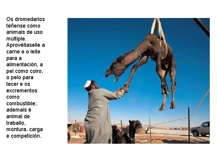 Os dromedarios téñense como animais de uso múltiple. Aprovéitaselle a carne e o leite