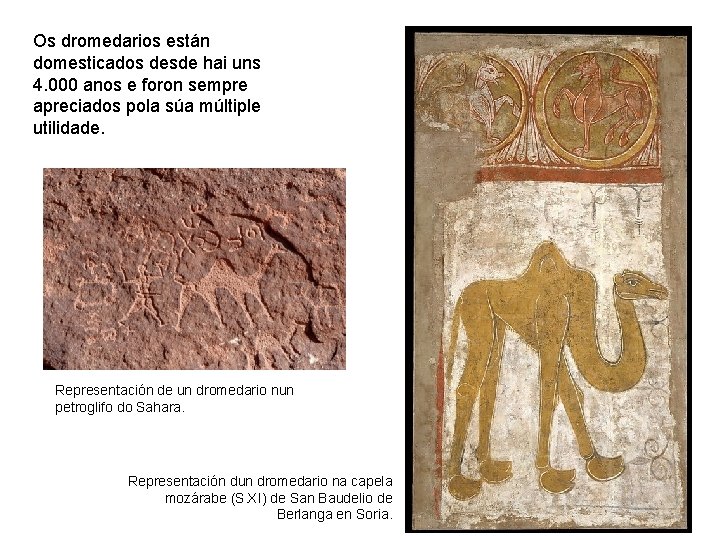 Os dromedarios están domesticados desde hai uns 4. 000 anos e foron sempre apreciados