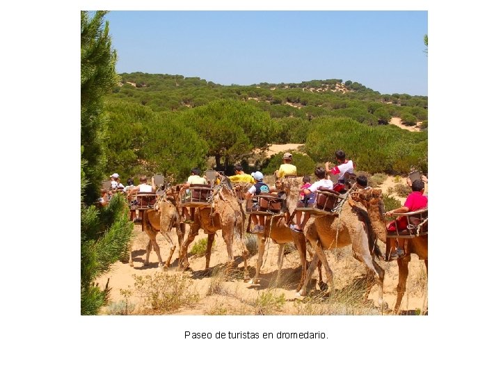 Paseo de turistas en dromedario. 