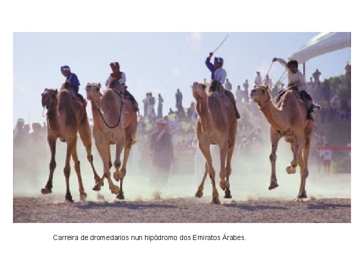 Carreira de dromedarios nun hipódromo dos Emiratos Árabes. 