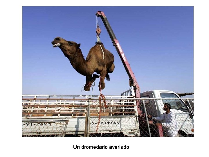 Un dromedario averiado 