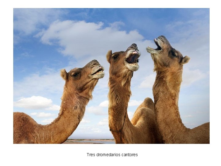 Tres dromedarios cantores 