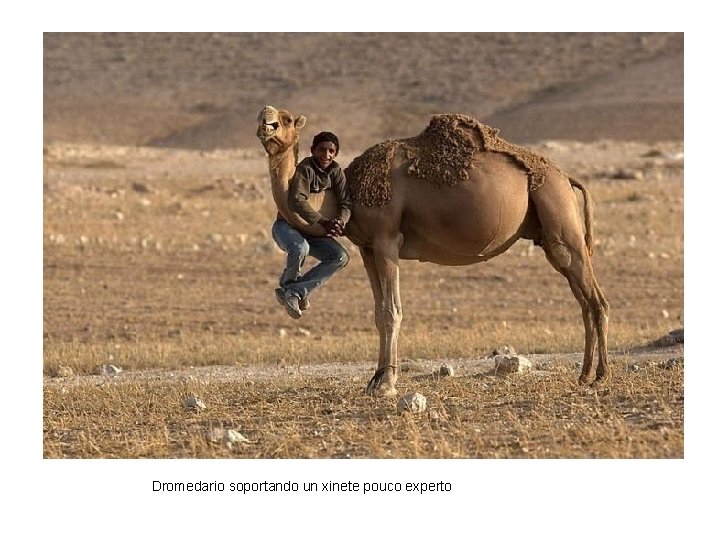 Dromedario soportando un xinete pouco experto 