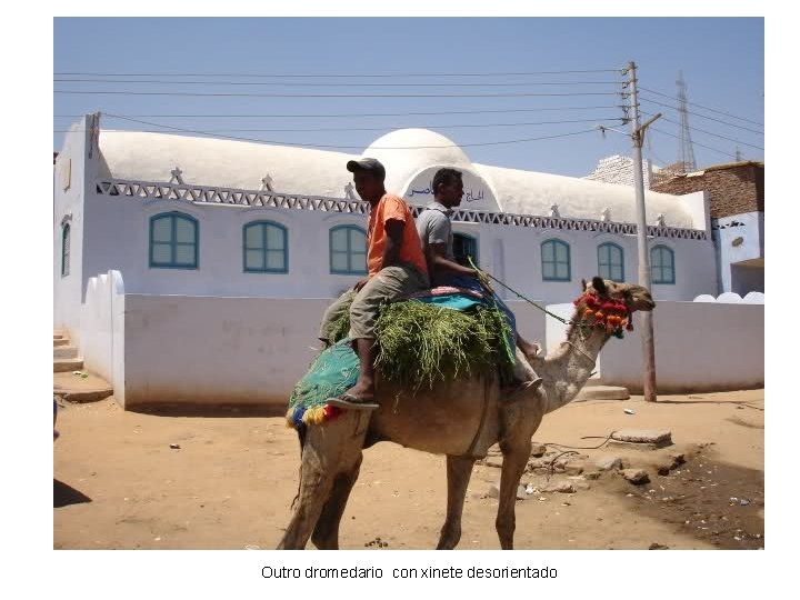Outro dromedario con xinete desorientado 