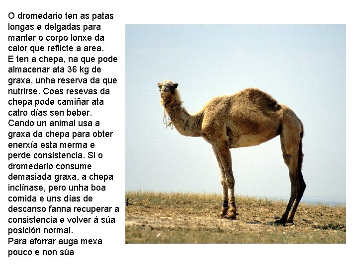 O dromedario ten as patas longas e delgadas para manter o corpo lonxe da