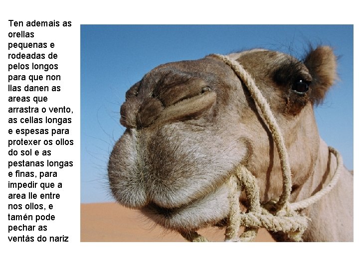 Ten ademais as orellas pequenas e rodeadas de pelos longos para que non llas