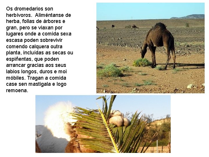 Os dromedarios son herbívoros. Aliméntanse de herba, follas de árbores e gran, pero se