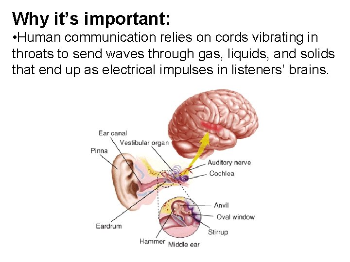 Why it’s important: • Human communication relies on cords vibrating in throats to send