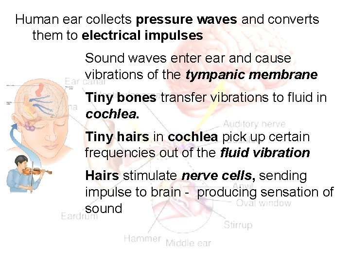 Human ear collects pressure waves and converts them to electrical impulses Sound waves enter