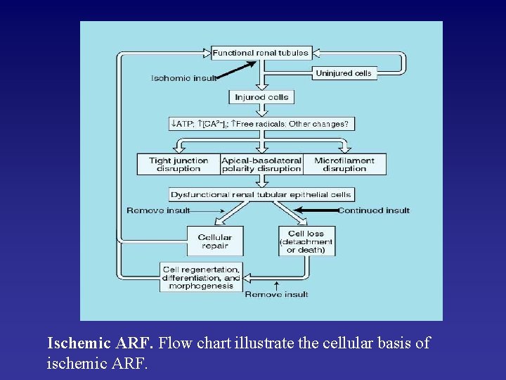 Ischemic ARF. Flow chart illustrate the cellular basis of ischemic ARF. 