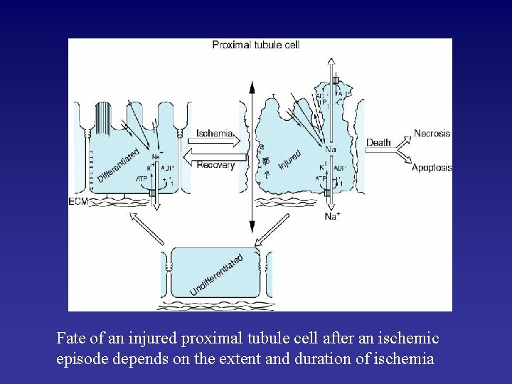 Fate of an injured proximal tubule cell after an ischemic episode depends on the