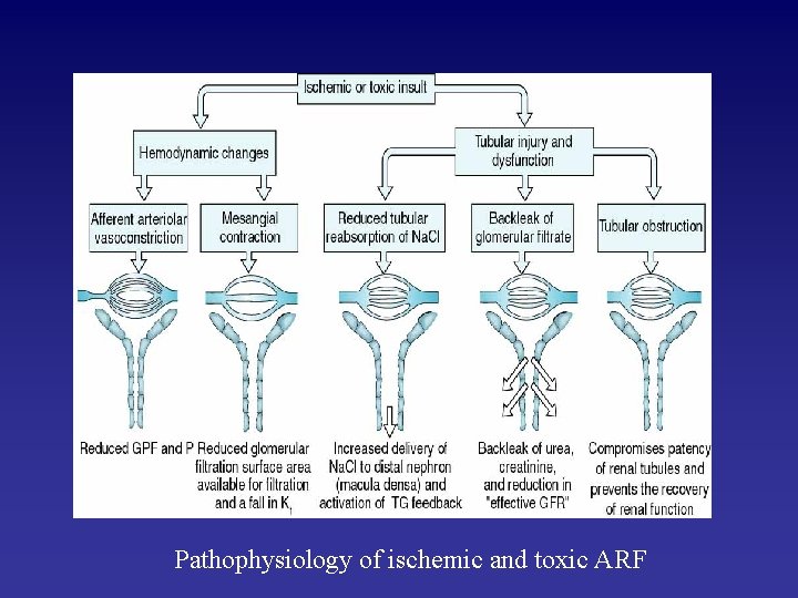 Pathophysiology of ischemic and toxic ARF 