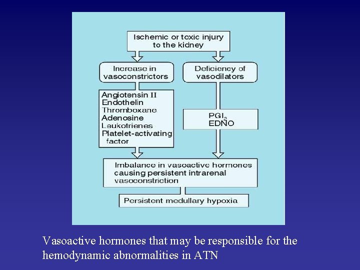 Vasoactive hormones that may be responsible for the hemodynamic abnormalities in ATN 